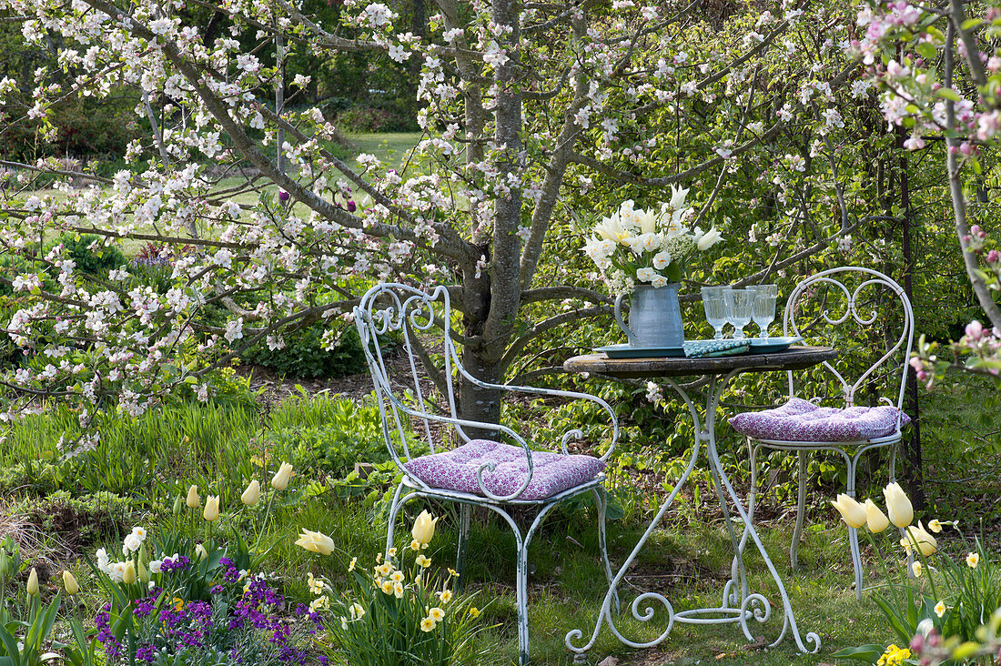 Seating place in front of Malus, with Tulipa 'Purissima' and 'Budlight' bouquet