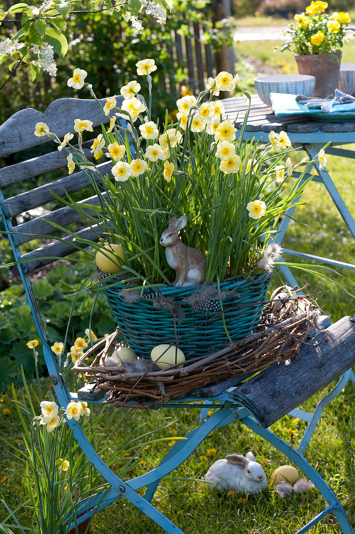 Basket with Narcissus 'Sun Disc' (Narcissus) in tendrils wreath