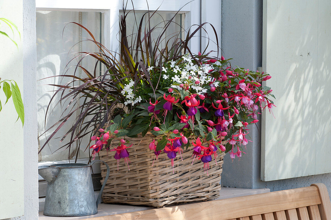 Fuchsia Bella Fuchsia 'Vera', 'Soila', 'Nikita' (fuchsias), Pennisetum