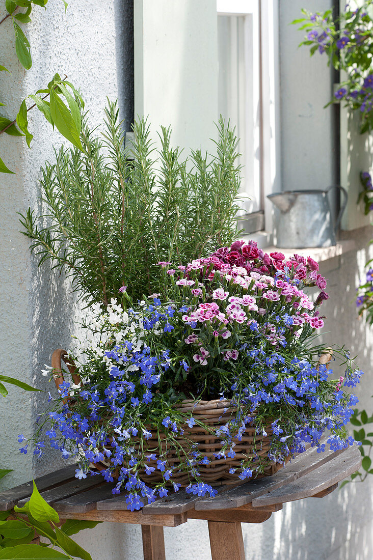 Rosmarinus, Lobelia 'Blue' 'White' (Bird-eye) and Dianthus