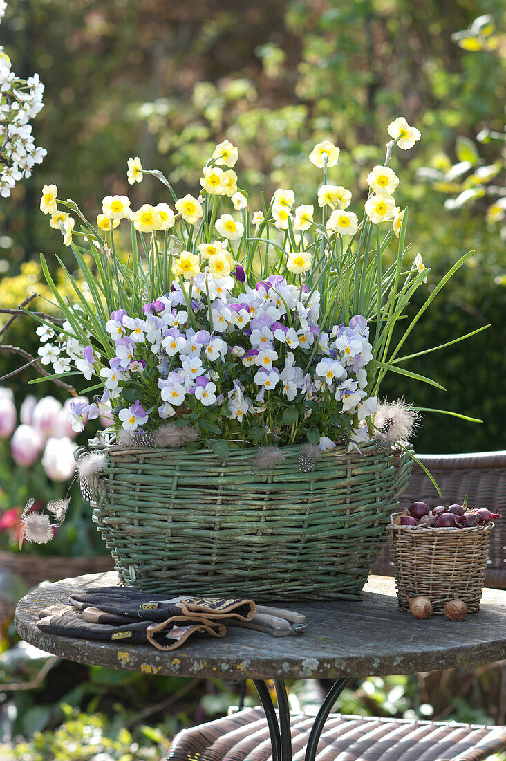 Narcissus 'Sun Disc' (daffodils) and Viola cornuta (horned violet)