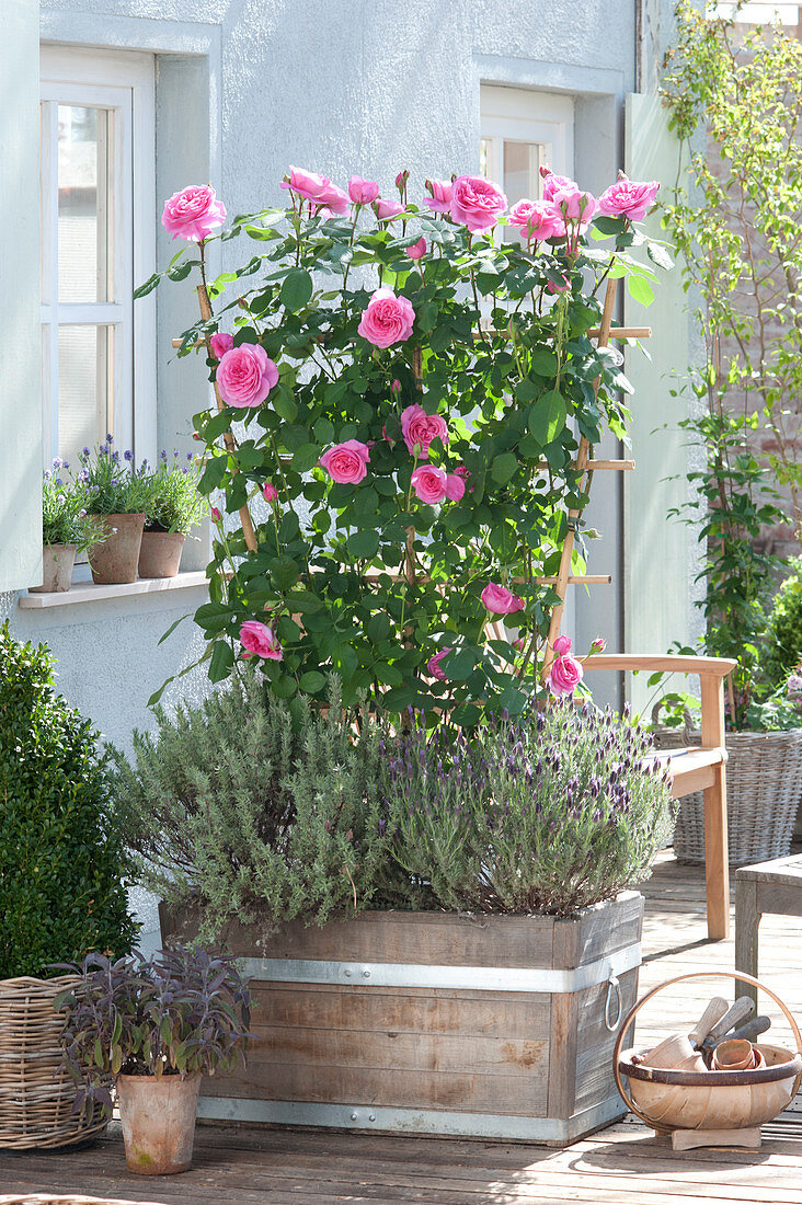 Rosa 'Gertrude Jekyll' ( Englische Duftrose ) am Spalier