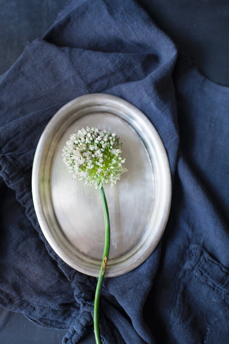 weiße Zwiebelblüte auf ovaler Silberplatte