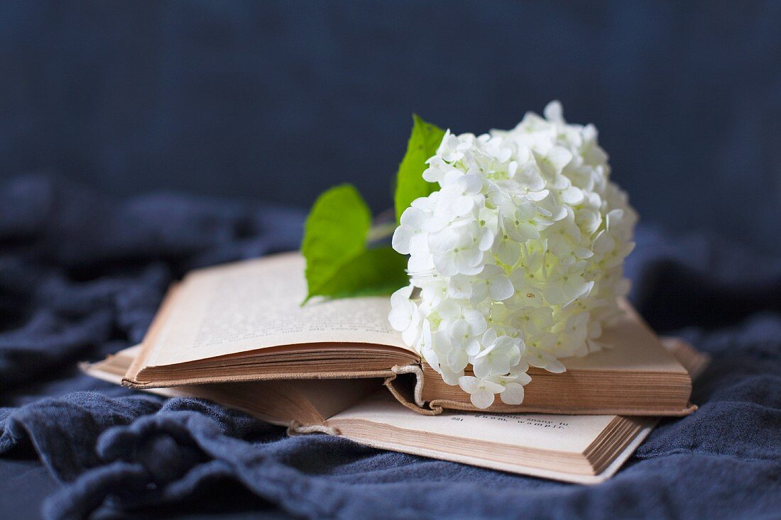 White hydrangea flower on open book