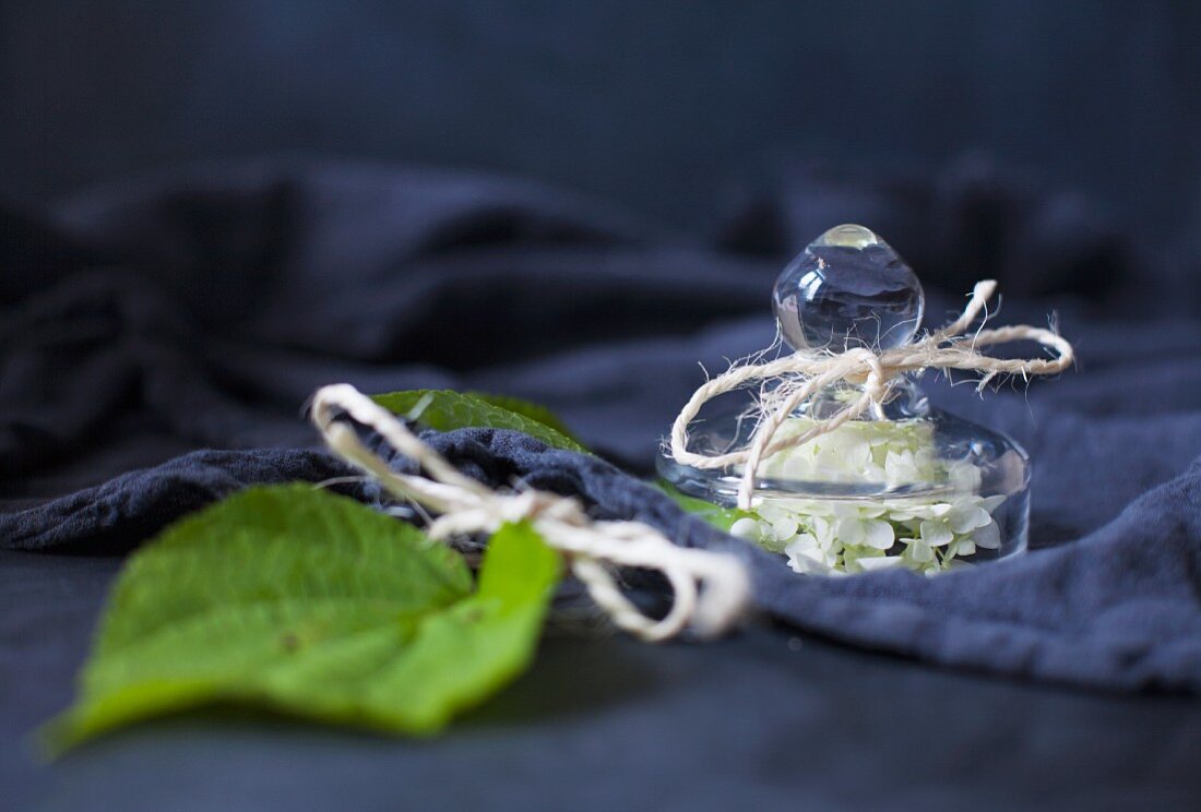 Hortensienblüte unter Glasdeckel neben grünem Blatt