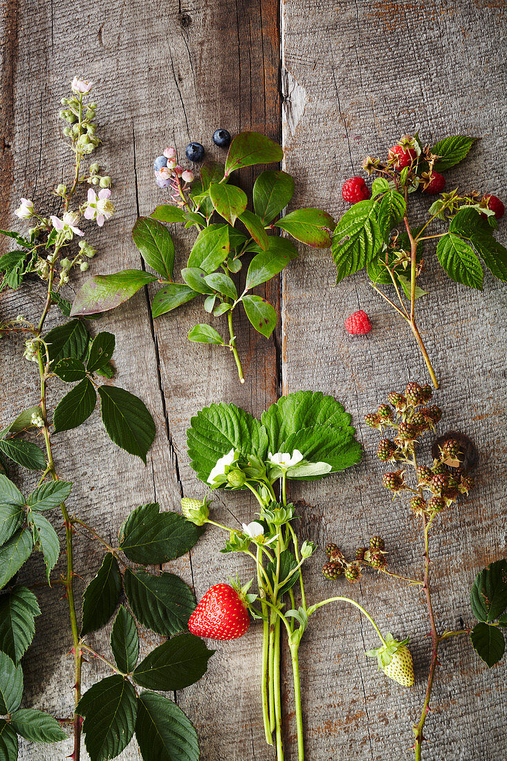 Frische Erdbeeren, Blaubeeren und Himbeeren mit Blättern