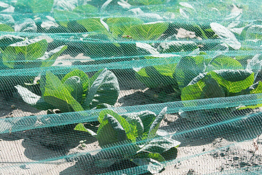 Mangold growing under a net in a field