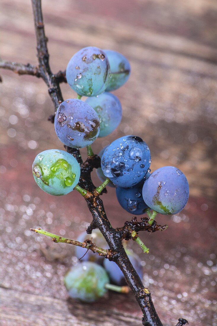 Sloes on branch