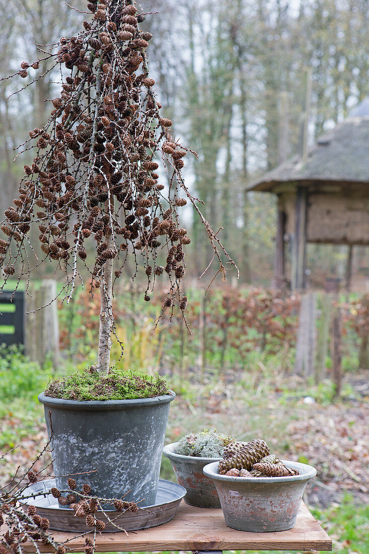 DIY-Bäumchen mit Lärchenzapfen im Pflanzentopf im Garten