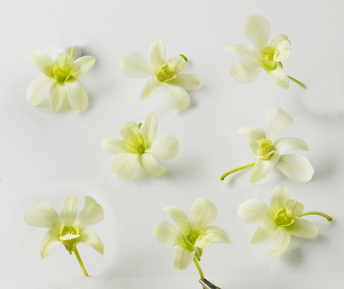 Vanilla orchids