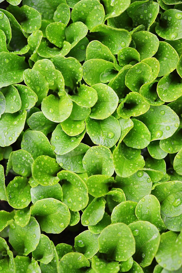 Grüne Salatblätter mit Wassertropfen im Gemüsebeet