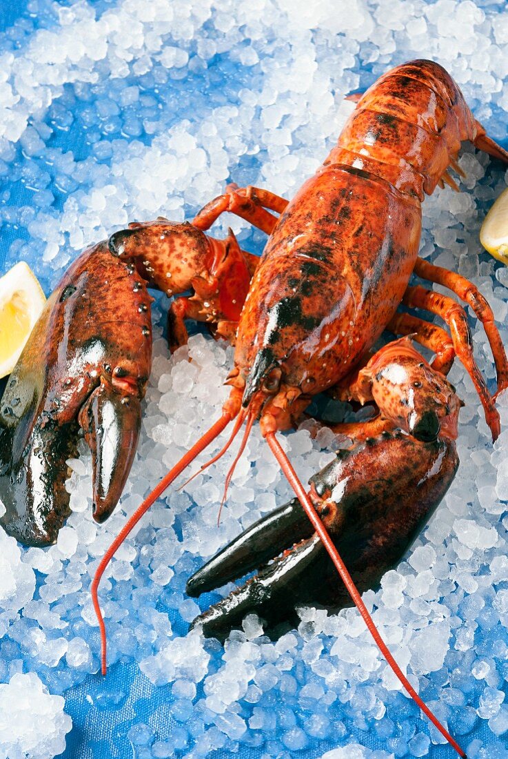A whole cooked lobster on ice
