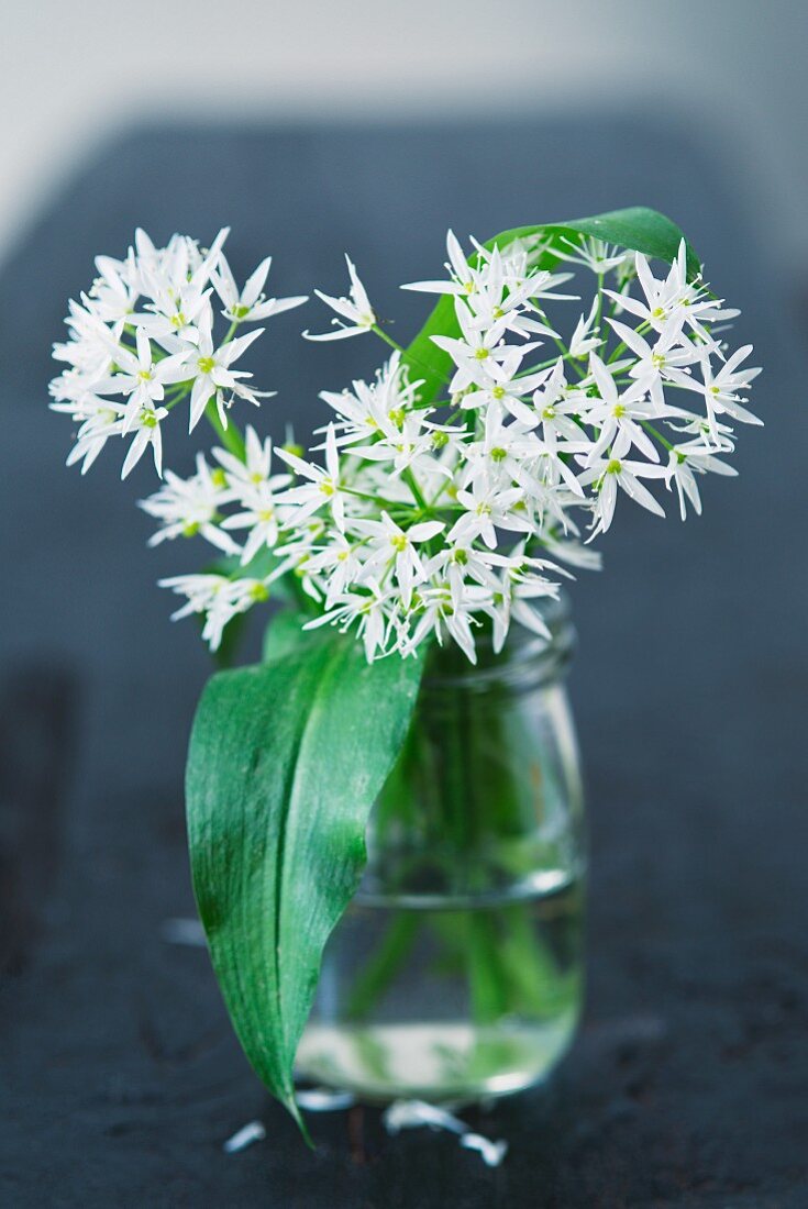 Wild garlic with flowers in a glass of water