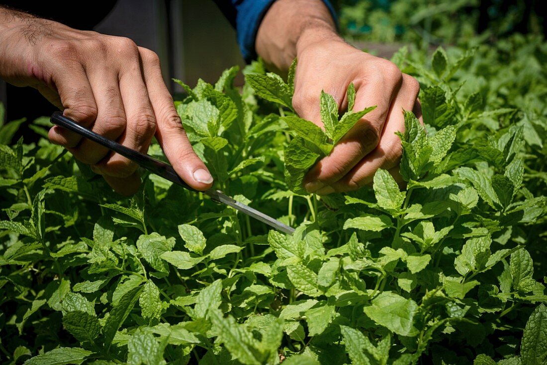 A person cutting mint