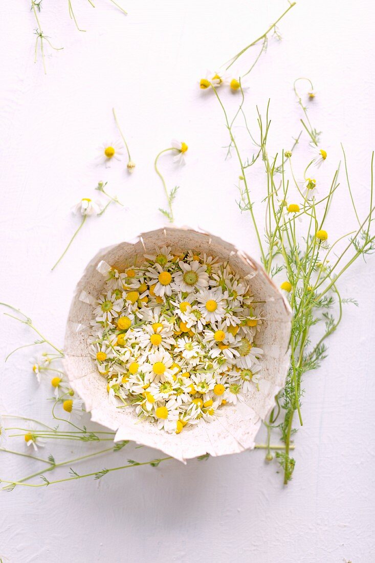 Fresh chamomile blossoms in a cardboard bowl