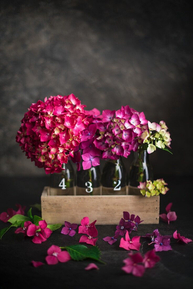 Pink hydrangea flowers in glass bottles