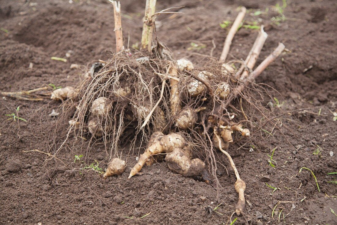 Freshly harvested Jerusalem artichokes in a field