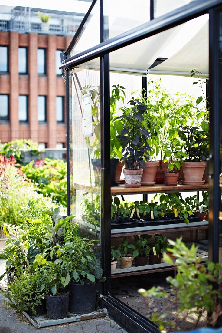 Greenhouse in roof garden of Stedsans Restaurant, Ostergro, Copenhagen, Denmark