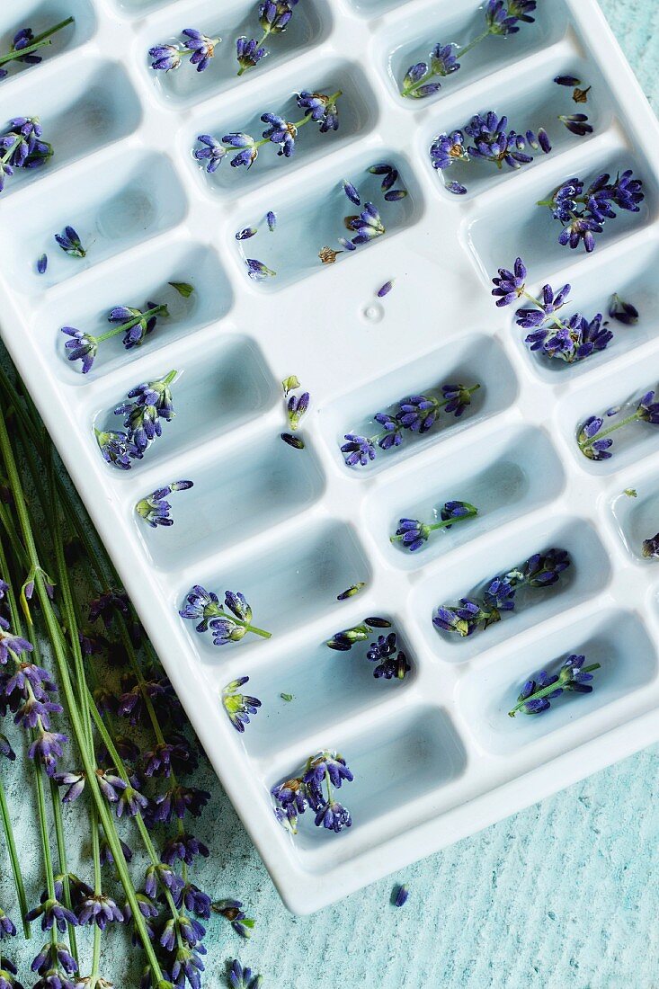 Eiswürfelform gefüllt mit Wasser und Lavendelblüten zur Herstellung von aromatisierten Eiswürfeln