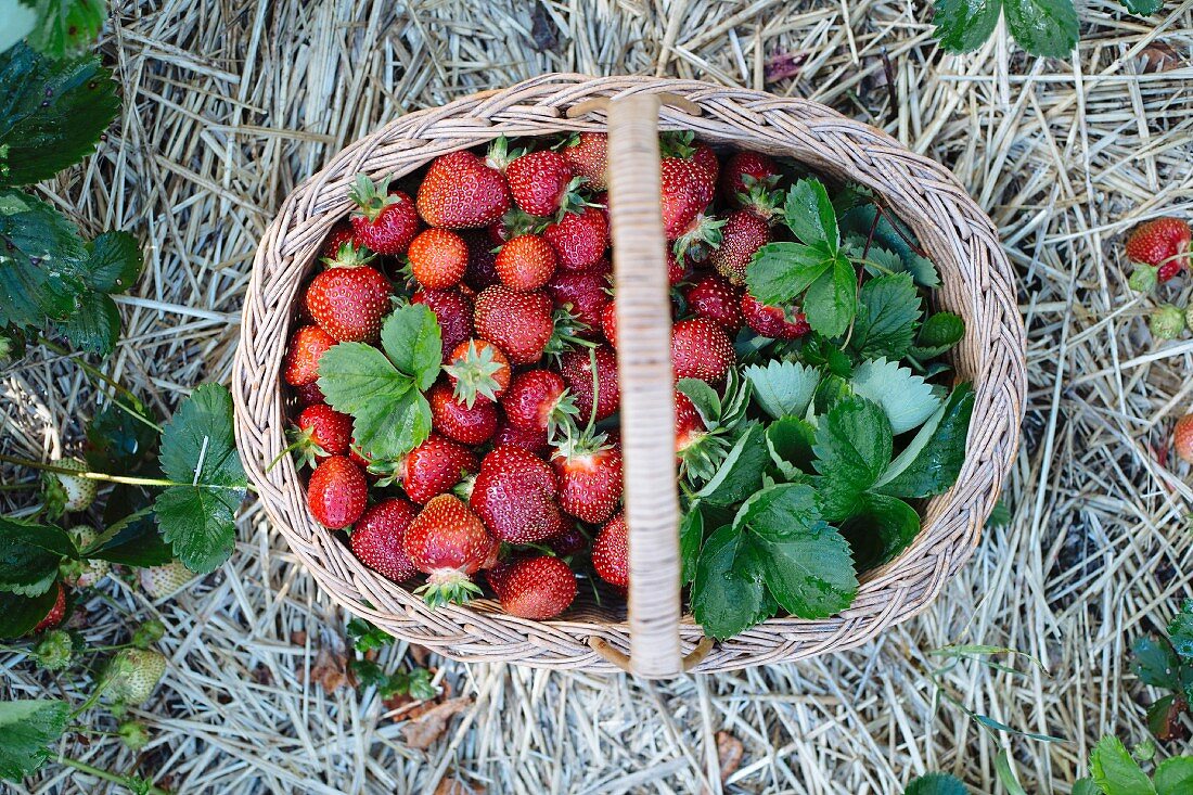 Frisch geerntete Erdbeeren in Weidenkörbchen (Aufsicht)