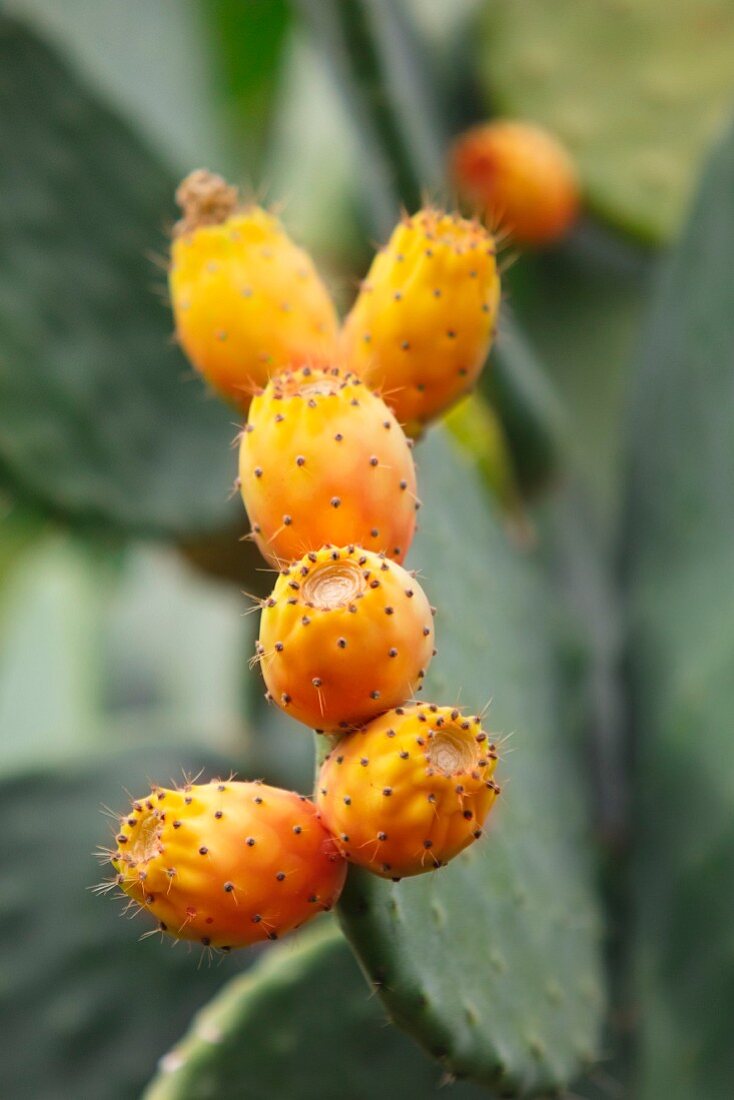 Prickly pears on the plant