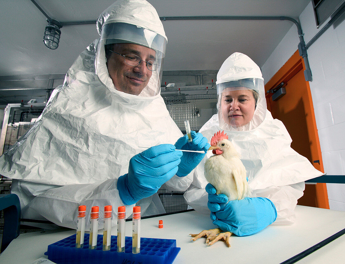 Avian disease research