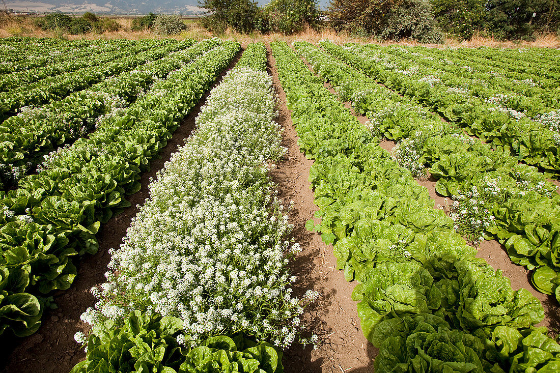 Organic lettuce farming