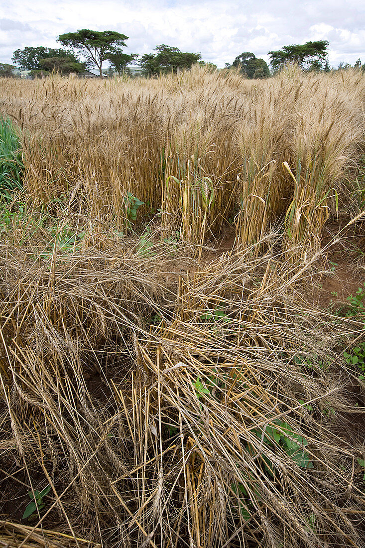 Rust-susceptible and resistant wheat
