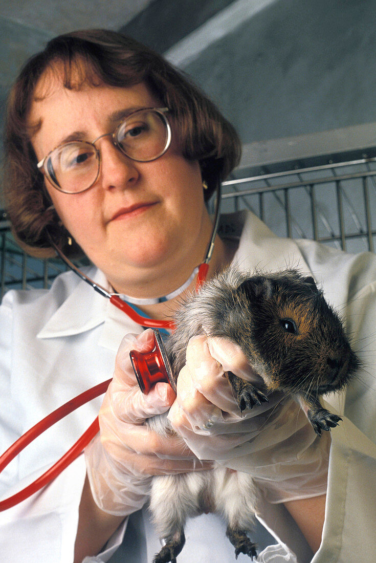 Leptospirosis research