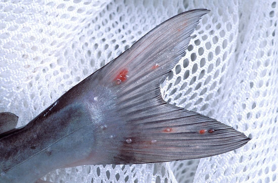 Parasites on catfish tail