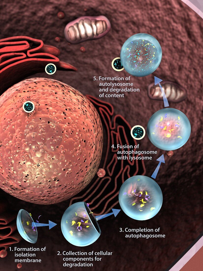 Stages of autophagy, illustration