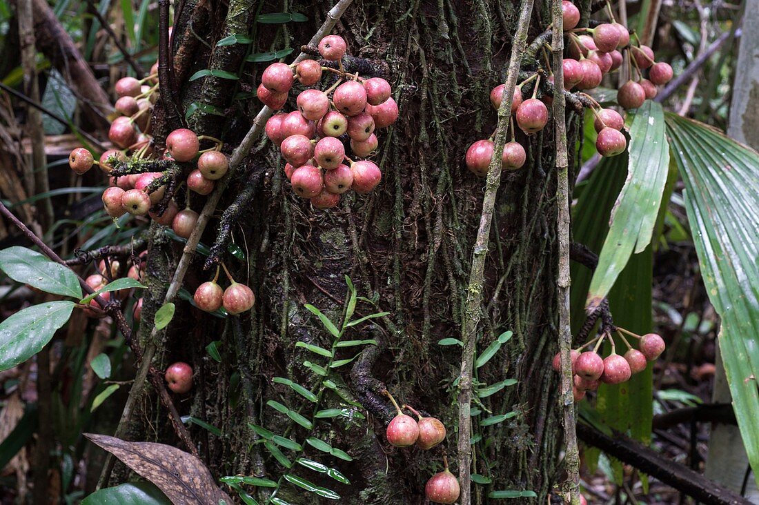 Cluster fig tree fruits