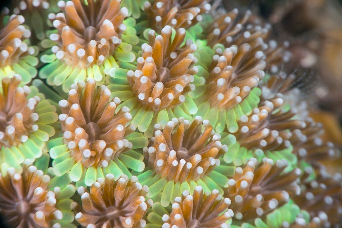 Galaxea hard coral polyps
