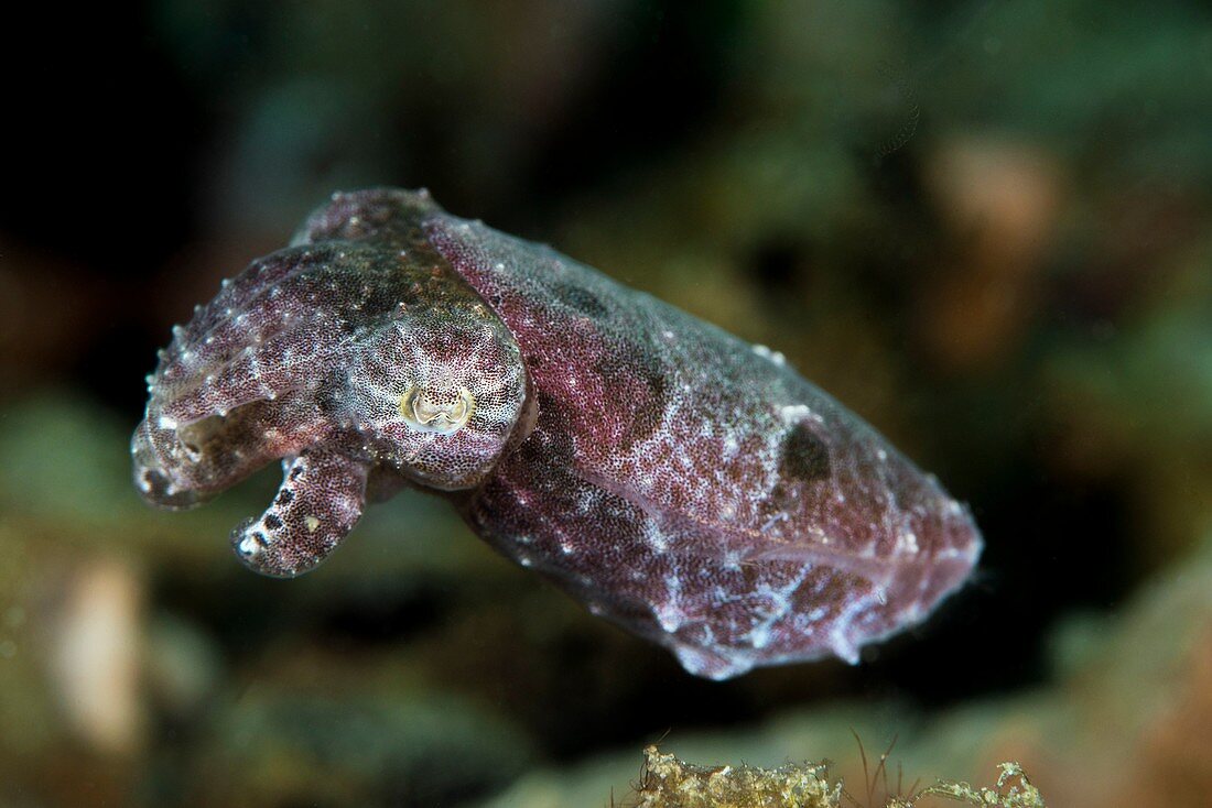 Dwarf cuttlefish