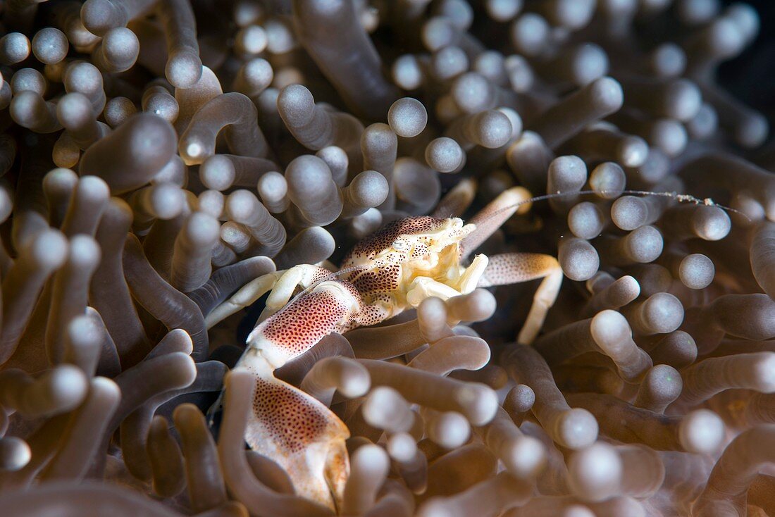 Porcelain crab on an anemone