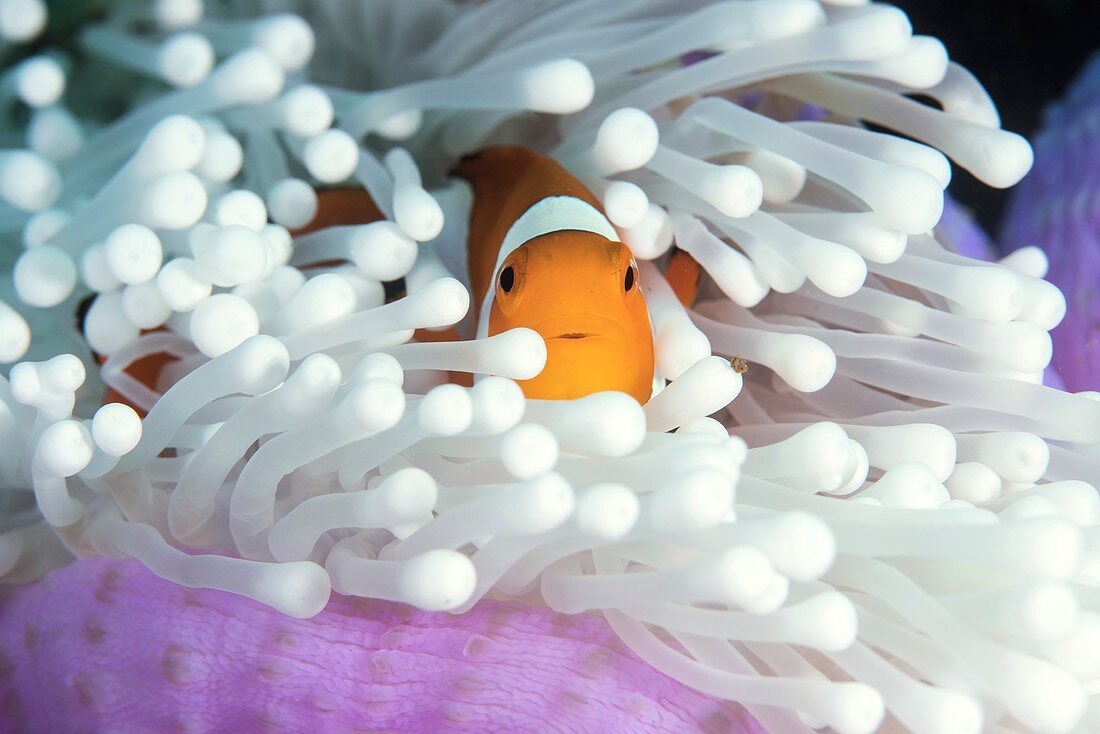 Clownfish in host anemone
