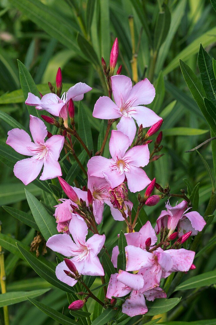 Oleander (Nerium oleander Pink Joy') flowers