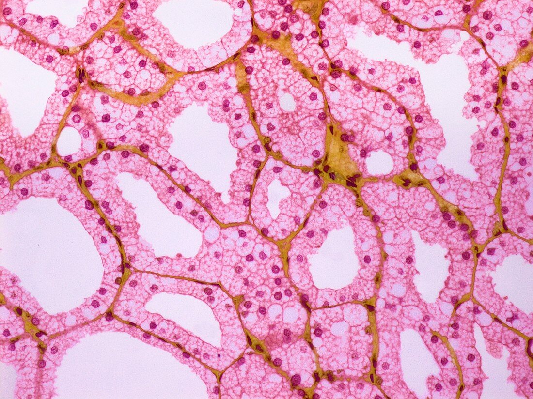 Lachrymal gland, light micrograph