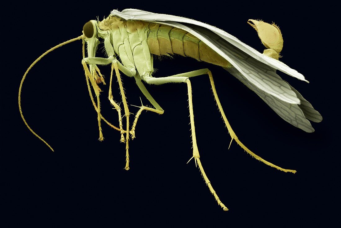 Male scorpion fly, SEM