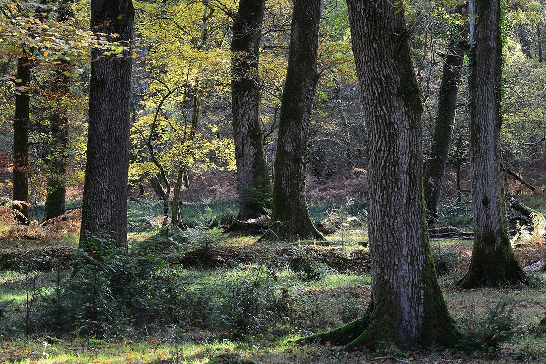 New Forest, UK