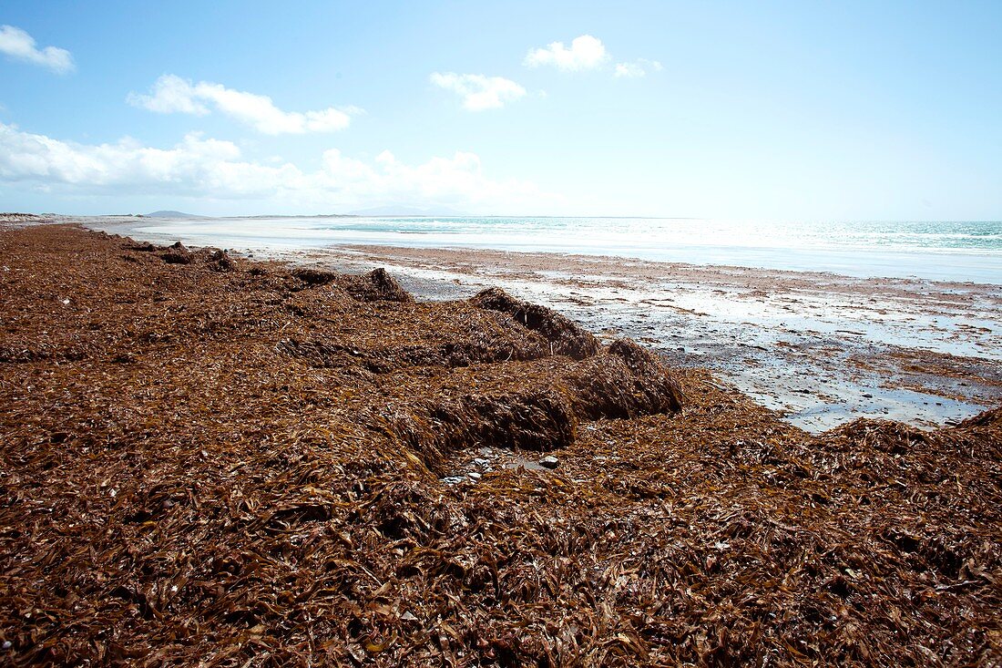 Seaweed washed onto beach