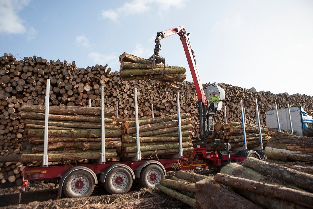 Wood chip fuel production, Scotland, UK