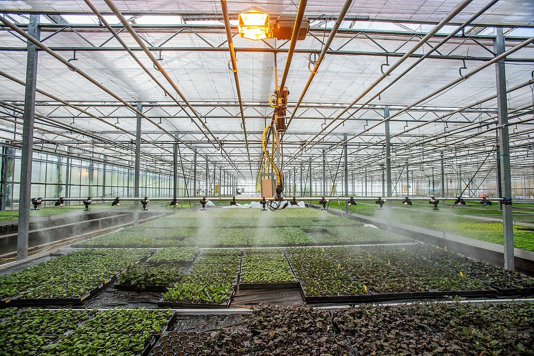 Bedding plant production, Scotland, UK