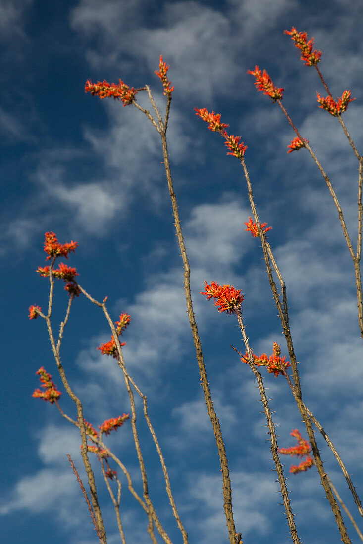 Ocotillo cactus (Fouquieria splendens) in bloom