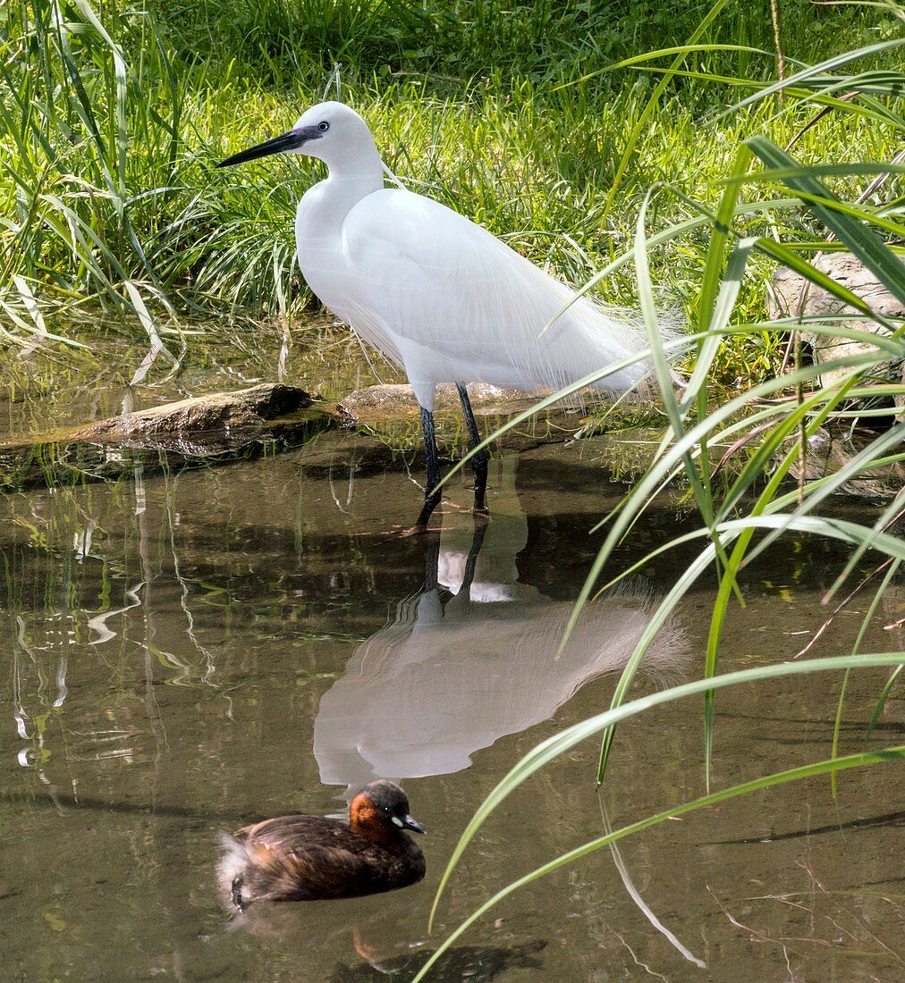 Little egret standing in water
