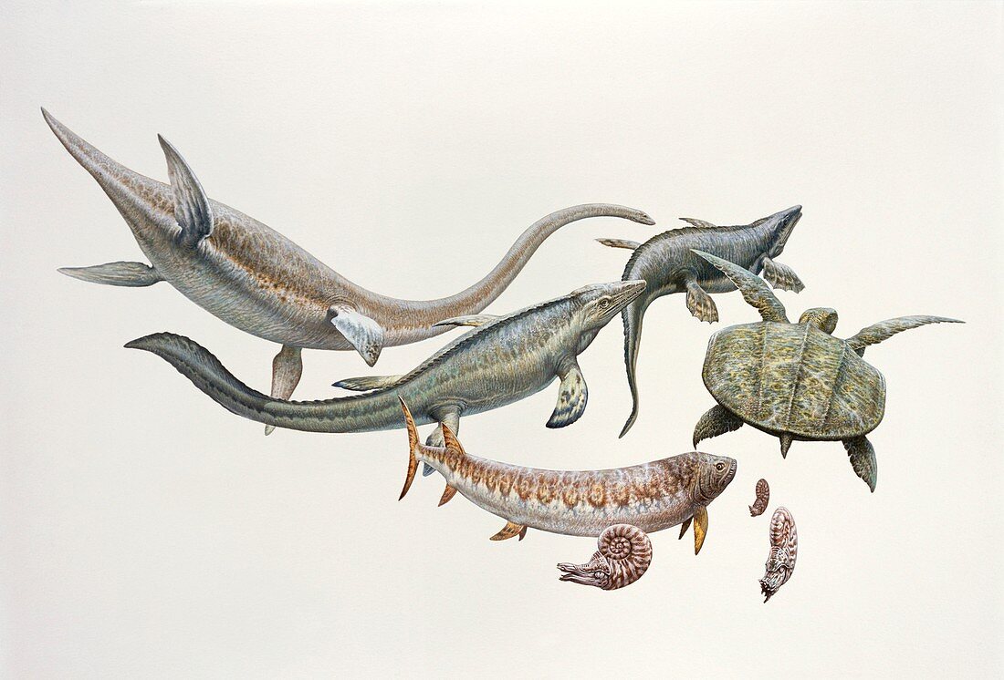 Cretaceous marine life, illustration