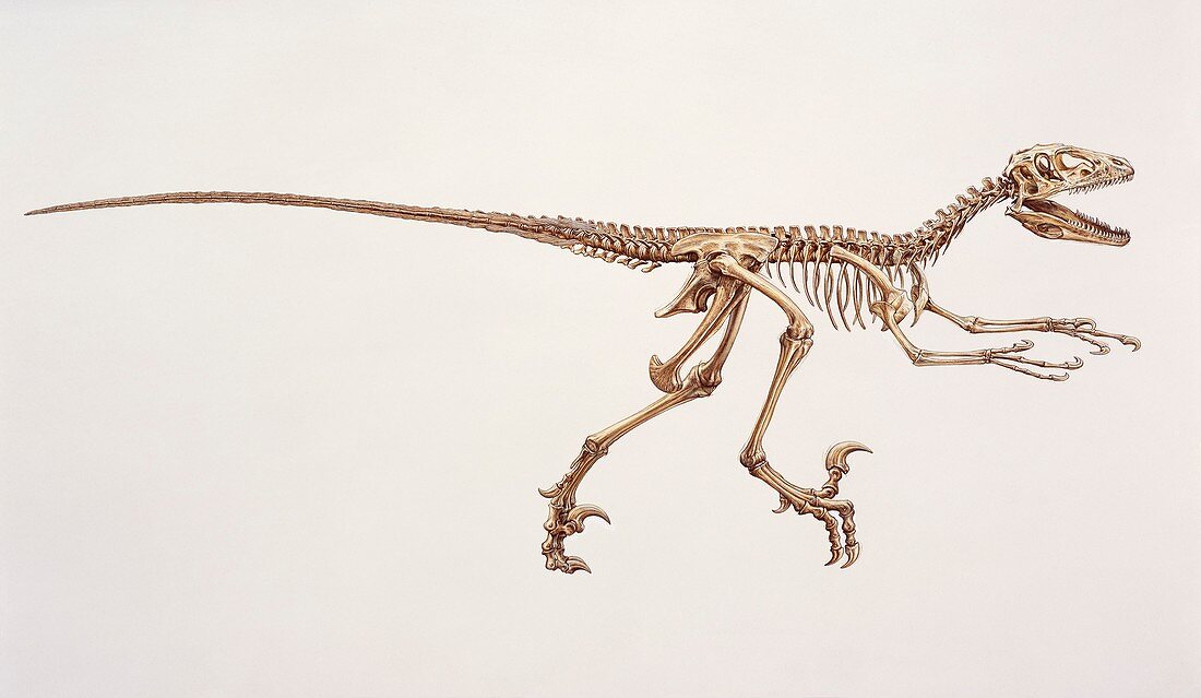 Deinonychus dinosaur skeleton, illustration