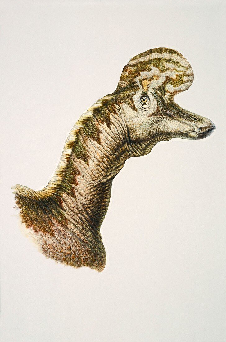 Hadrosaur head, illustration