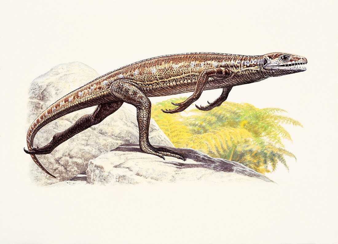 Heleosaurus, illustration