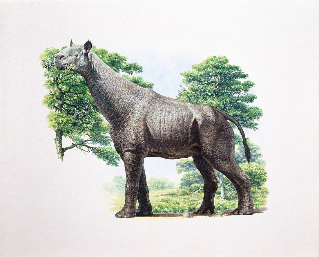 Indricotherium prehistoric rhino, illustration